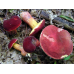 Мицелий Моховика красного / Боровик красный (Xerocomus rubellus)
